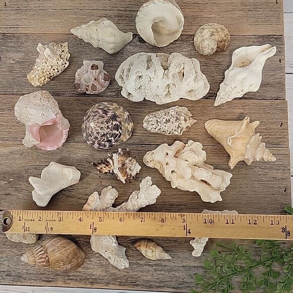 Assorted Seashell and Coral Collection 20 pieces - Picture 2 of 12